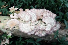 Attēlu rezultāti vaicājumam “Trichaptum biforme”