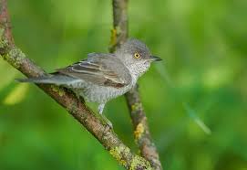 Attēlu rezultāti vaicājumam “Sylvia nisoria adult”