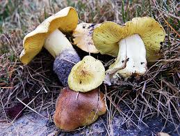 Attēlu rezultāti vaicājumam “Tricholoma flavovirens”