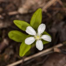 Attēlu rezultāti vaicājumam “Moehringia lateriflora flower”