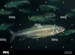 Image result for Coregonus lavaretus oxyrinchus