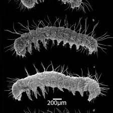 Attēlu rezultāti vaicājumam “Mellicta athalia larva”