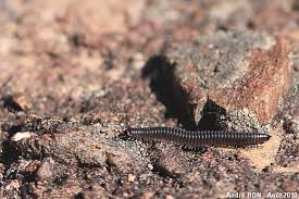 Attēlu rezultāti vaicājumam “Ommatoiulus sabulosus aimatopodus”