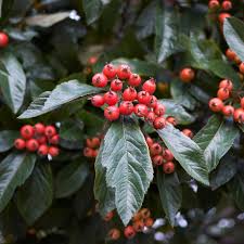 Attēlu rezultāti vaicājumam “Crataegus persimilis fruit”