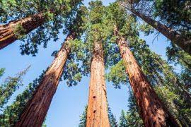 Attēlu rezultāti vaicājumam “Dicranodontium denudatum”