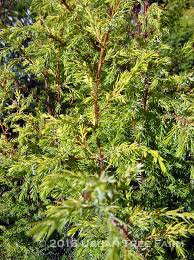 Attēlu rezultāti vaicājumam “Juniperus communis”