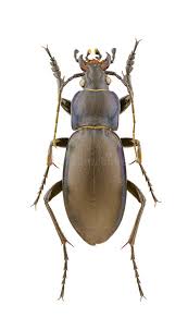 Attēlu rezultāti vaicājumam “Carabus violaceus”