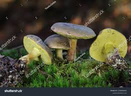 Attēlu rezultāti vaicājumam “Xerocomus pruinatus”