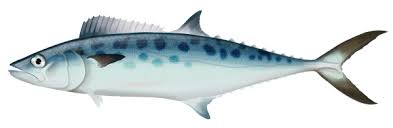 Image result for Scomberomorus maculatus
