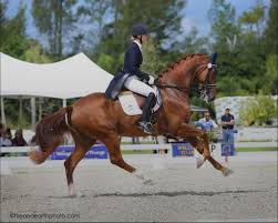 Image result for Interfreestyle Sport Karate