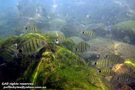 Image result for Diplodus cadenati