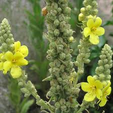 Attēlu rezultāti vaicājumam “Verbascum densiflorum bud”