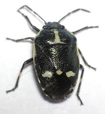 Attēlu rezultāti vaicājumam “Eurydema dominulus imago”