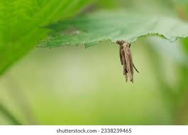 Attēlu rezultāti vaicājumam “Psyche casta”