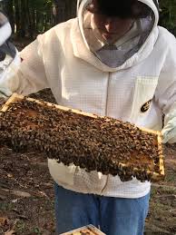 Image result for Boccia In Epsom & Ewell (Bees)