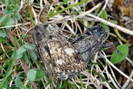 Attēlu rezultāti vaicājumam “Gynaephora selenitica”