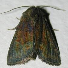 Attēlu rezultāti vaicājumam “Oligia sp.”