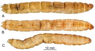 Attēlu rezultāti vaicājumam “Tipulidae larva”