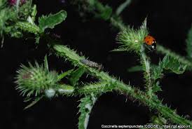 Attēlu rezultāti vaicājumam “Coccinella septempunctata imago”