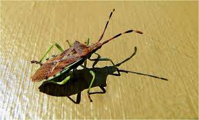 Attēlu rezultāti vaicājumam “Chlorochroa juniperina imago”