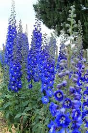 Attēlu rezultāti vaicājumam “Delphinium elatum”