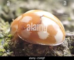 Attēlu rezultāti vaicājumam “Calvia decemguttata”