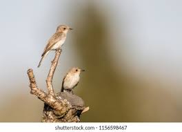 Attēlu rezultāti vaicājumam “Muscicapa striata adult”