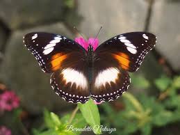 Attēlu rezultāti vaicājumam “Hoplia parvula”