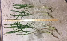 Attēlu rezultāti vaicājumam “Jungermannia subulata”