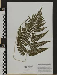 Attēlu rezultāti vaicājumam “Xanthorhoe biriviata”