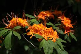 Attēlu rezultāti vaicājumam “Rhododendron calendulaceum”