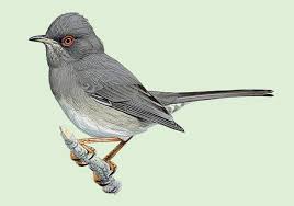 Image result for Sylvia sarda