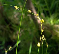 Attēlu rezultāti vaicājumam “Carex disperma”