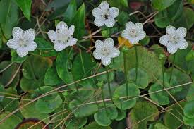 Attēlu rezultāti vaicājumam “Parnassiaceae”