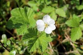 Attēlu rezultāti vaicājumam “Rubus chamaemorus flower”