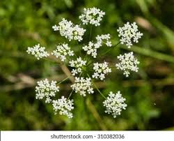 Attēlu rezultāti vaicājumam “Aegopodium podagraria flower”