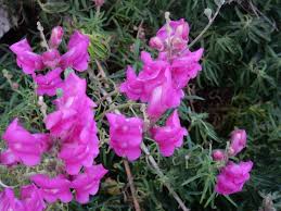 Attēlu rezultāti vaicājumam “Antirrhinum majus leaf”