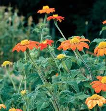 Image result for Tithonia rotundifolia