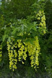 Attēlu rezultāti vaicājumam “Laburnum anagyroides”