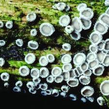 Attēlu rezultāti vaicājumam “Lachnella alboviolascens”