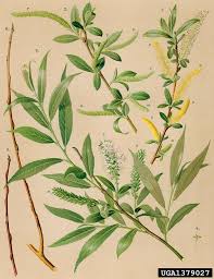 Attēlu rezultāti vaicājumam “Salix alba”