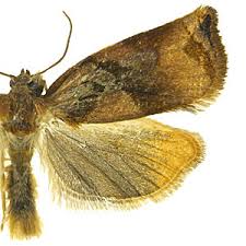 Attēlu rezultāti vaicājumam “Archips podana female”