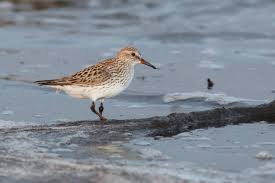 Attēlu rezultāti vaicājumam “Calidris”