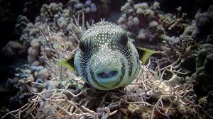 Image result for Barnsley BSAC Divers