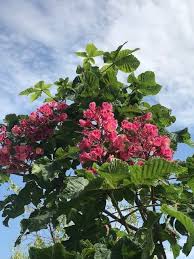Attēlu rezultāti vaicājumam “Aesculus x hybrida bud”