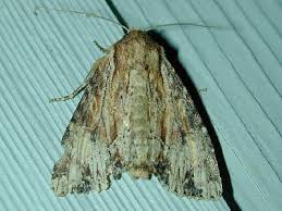 Attēlu rezultāti vaicājumam “Apamea ophiogramma”