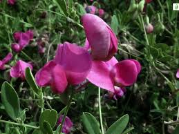 Attēlu rezultāti vaicājumam “Lathyrus tuberosus flower”