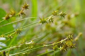 Attēlu rezultāti vaicājumam “Carex echinata”