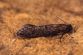 Attēlu rezultāti vaicājumam “Scardia boletella pupa”