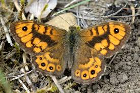 Attēlu rezultāti vaicājumam “Lasiommata megera underside”